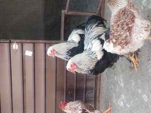 Brahma herminat închis  - imagine 4