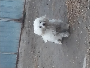 De  vânzare  bichon maltez
