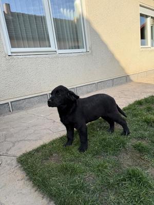 catei labrador negru