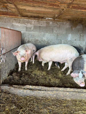 porci 