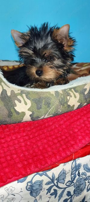 Yorkshire terrier cu pedigree 1 an talie mică  - imagine 4