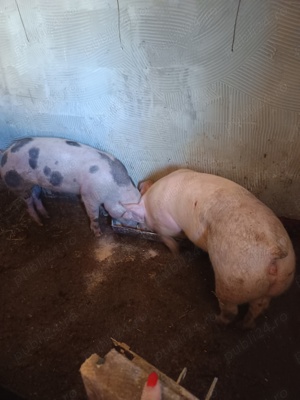 Vând schimb scrofițe gestante și un vierut la schimb cu o văcuța buna de lapte și cuminte 