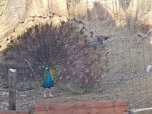 Vând păuni maturi din matca ,rase diferite - imagine 3