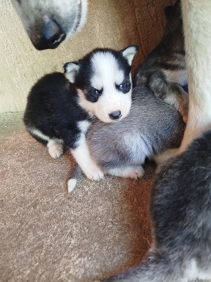 Pui Husky Siberian 