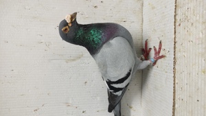 Porumbei voiajori albastri