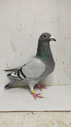 Porumbei voiajori sport  - imagine 5