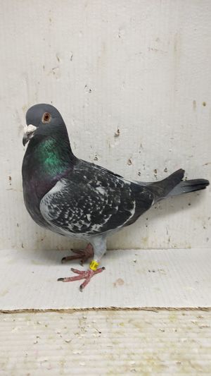 Vand porumbei voiajori tineret 2024 - imagine 2