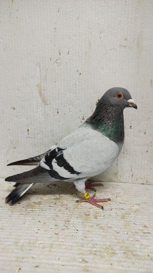 Vand porumbei voiajori tineret 2024 - imagine 3