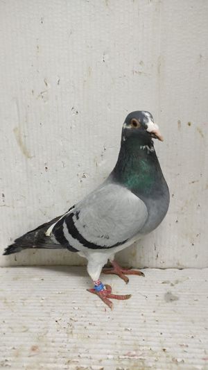 Vand porumbei voiajori tineret 2024 - imagine 5