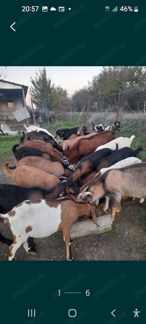 anglo nubiene iezi si iedute cu acte de origine si tapi