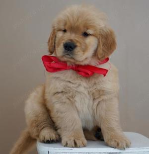 Pui Golden Retriever- Rasa excepțională pentru Companie! - imagine 2