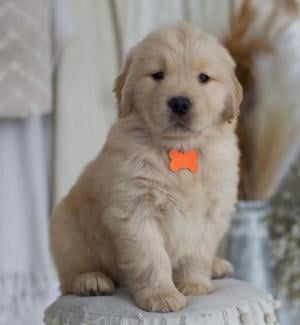 Golden Retriever-rasă ideală pentru Familie și activități outdoor !