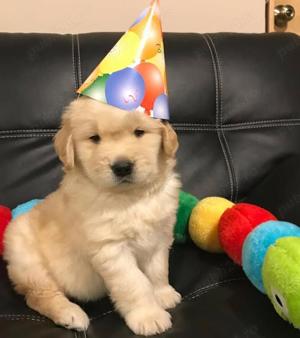 Puiuți Golden Retriever-rasă pentru familia activa !