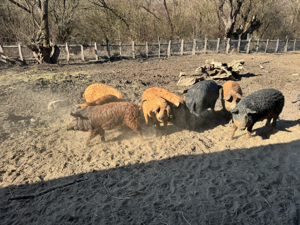 Vand porci mangalita si bazna - imagine 4