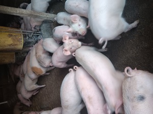 Purcei De Vânzare 15-35 kg  - imagine 4