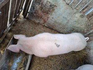 Vând purcea de prăsilă landrace - imagine 2