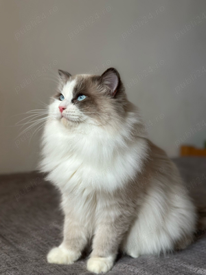 Montaa Motan Ragdoll - imagine 2