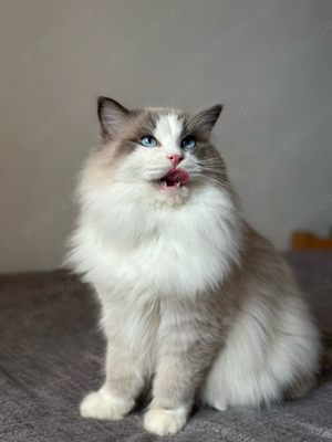 Montaa Motan Ragdoll - imagine 3