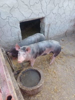 Porci de vanzare