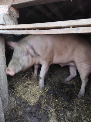 Vand porc 200 de kg