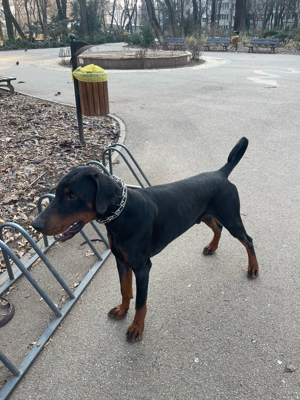 Dobermann cu Pedigree - imagine 5