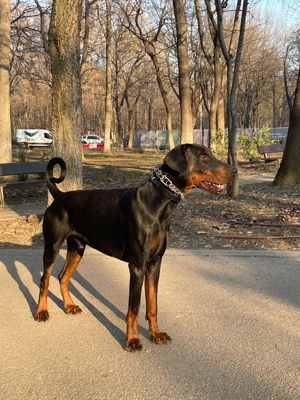 Dobermann cu Pedigree - imagine 3