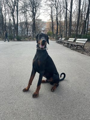 Dobermann cu Pedigree - imagine 4