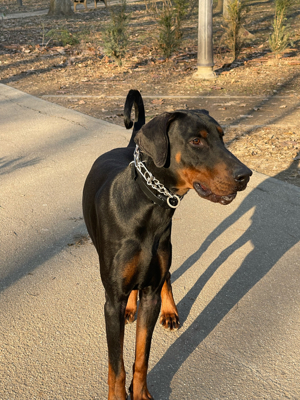 Dobermann cu Pedigree - imagine 2