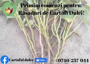 Preluam comenzi de rasad cartofi dulci - imagine 2