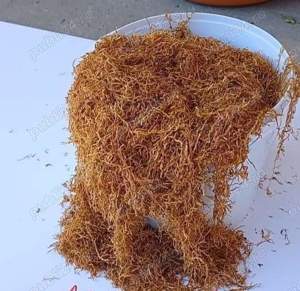 Tutun fara impuritati! La 2 kg comandate primiti bonus!