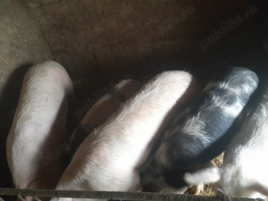 Porci mari 90-120kg Giurgiu Porc - imagine 2