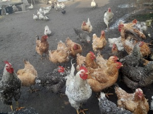 Rate Ratoi lesesti mute Giurgiu - imagine 2