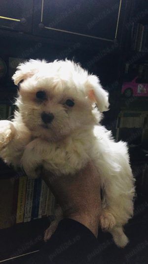 bichon maltez alb 2 luni