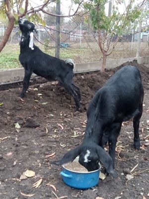 Iezi anglonubieni - imagine 4