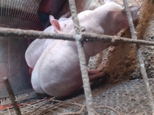 Vind grăsuni!  - imagine 2 Vind grăsuni!  - imagine 2