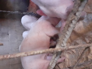 Vind grăsuni!  - imagine 3 Vind grăsuni!  - imagine 3