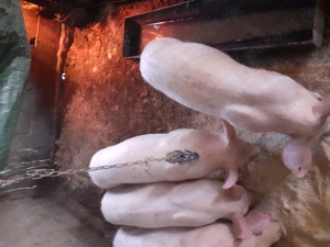 Vind grăsuni!  - imagine 4 Vind grăsuni!  - imagine 4