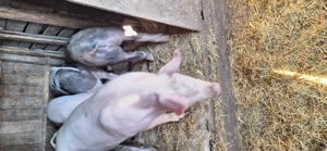 Vand porci și scrofite