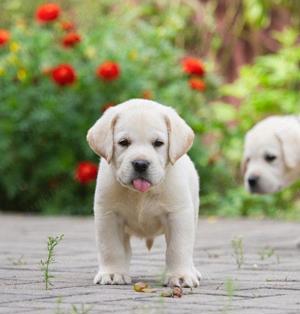 Firma autorizata- Labrador Retriever auriu -linie de Excepție  - imagine 2