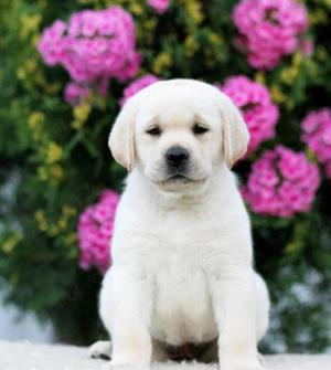 Labrador Retriever- Rasa pentru Companie și activități outdoor!