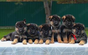 Pui Ciobănesc German-rasă inteligentă,  loială  și activă!