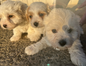 Bichon maltez pur