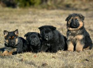Vând pui Ciobanesc german cu pedigree