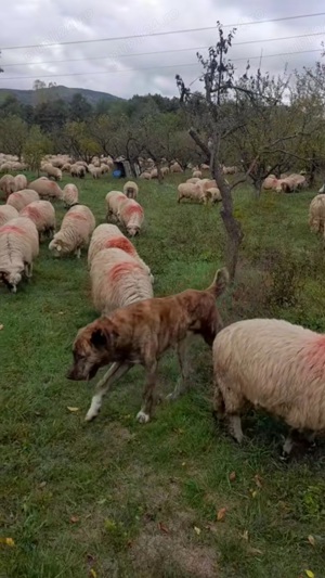Vând oi cu miei 