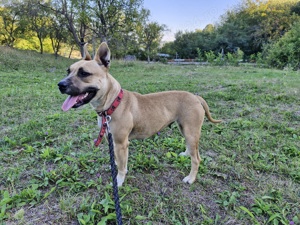 vand femela amstaff  - imagine 3 vand femela amstaff  - imagine 3