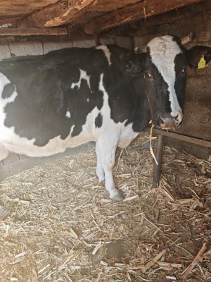 Vând vaca și vițel holstein