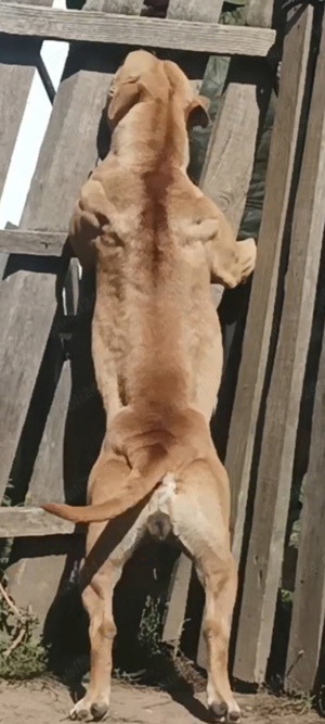 vand femela amstaff  - imagine 5 vand femela amstaff  - imagine 5