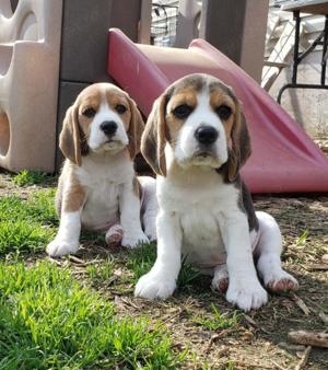 Beagle- câini  de companie sociabili si echilibrați pentru familie !
