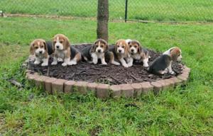 Beagle- pui imunizați, sănătoși și plini de viață!