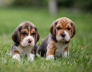 Beagle- pui imunizați, sănătoși și plini de viață! - imagine 2